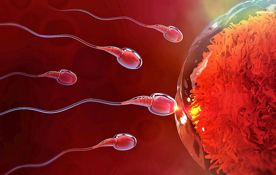 Sperm Hazırlama